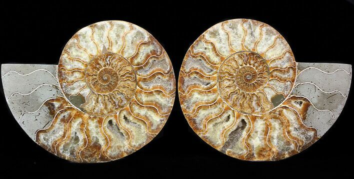 Cut & Polished Ammonite Fossil - Agatized #43641